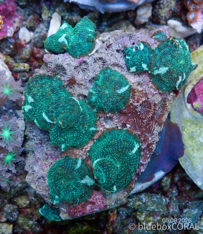 Discosoma Spp.