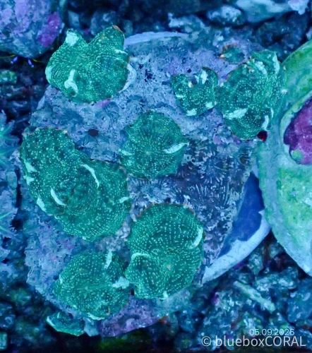Discosoma Spp.