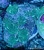 Discosoma Spp.