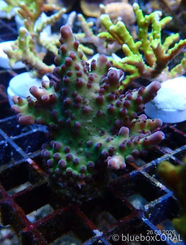 Acropora spp