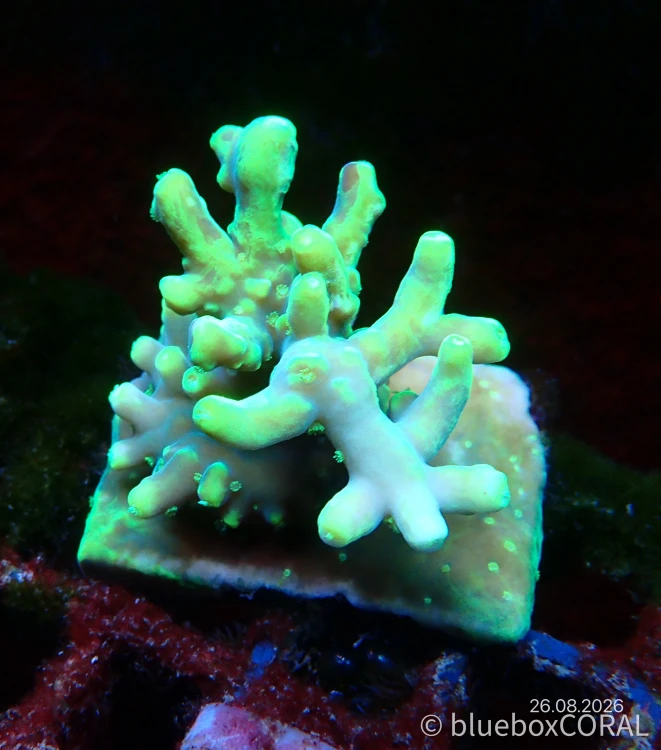 Acropora caroliniana