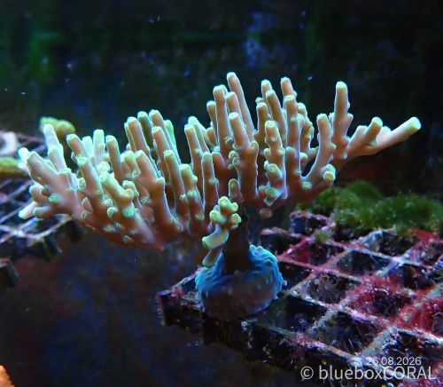 Acropora caroliniana
