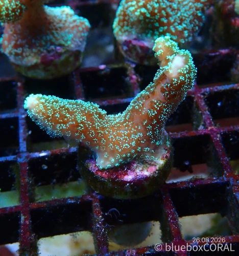 Stylophora pistillata (Green)