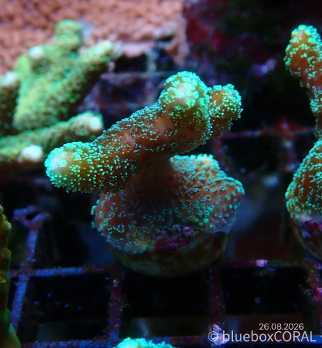 Stylophora pistillata (Green) #2