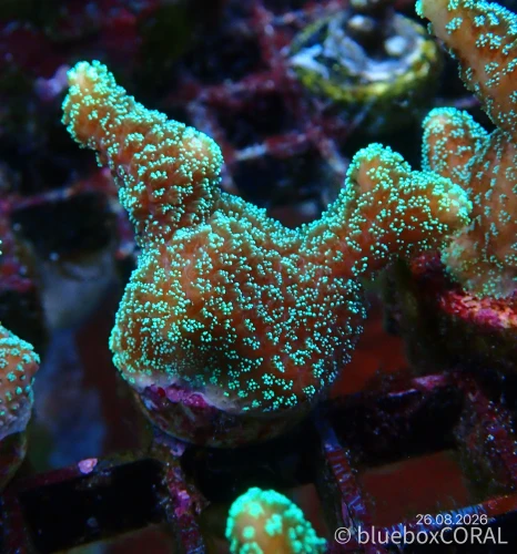 Stylophora pistillata (Green) #3
