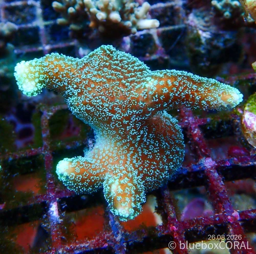 Stylophora pistillata (Green)