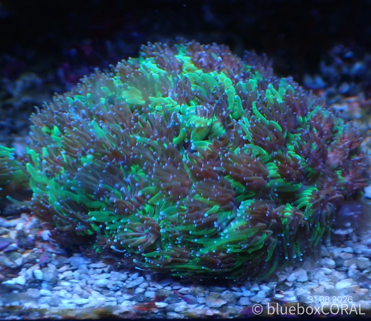 Galaxea spp. (Green)