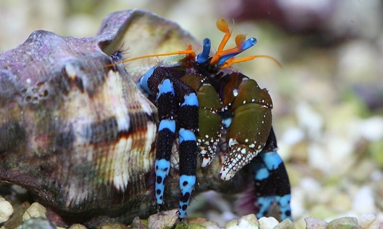 calcinus-elegans.jpg