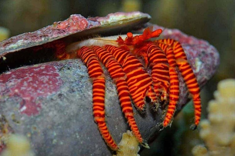 Ciliopagurus striatus
