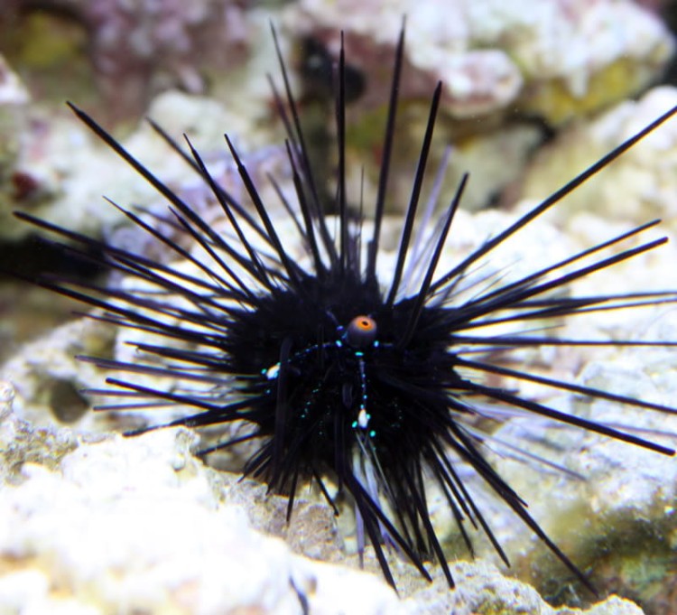 Diadema setosum