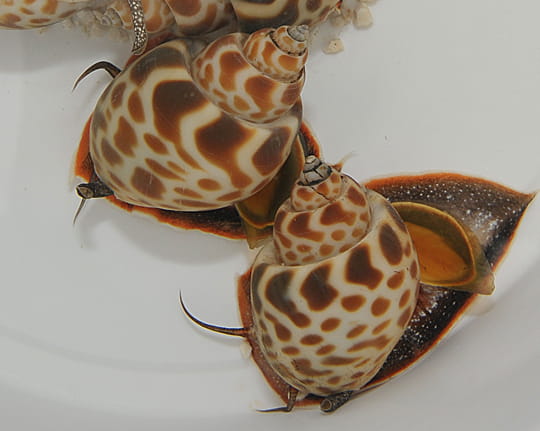 Babylonia zeylanica
