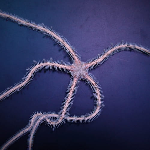 ophiomastix_annulosa.jpg