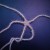 ophiomastix_annulosa.jpg