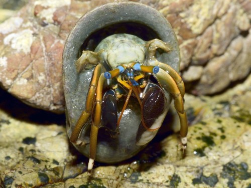 Calcinus laevimanus - krab pustelnik