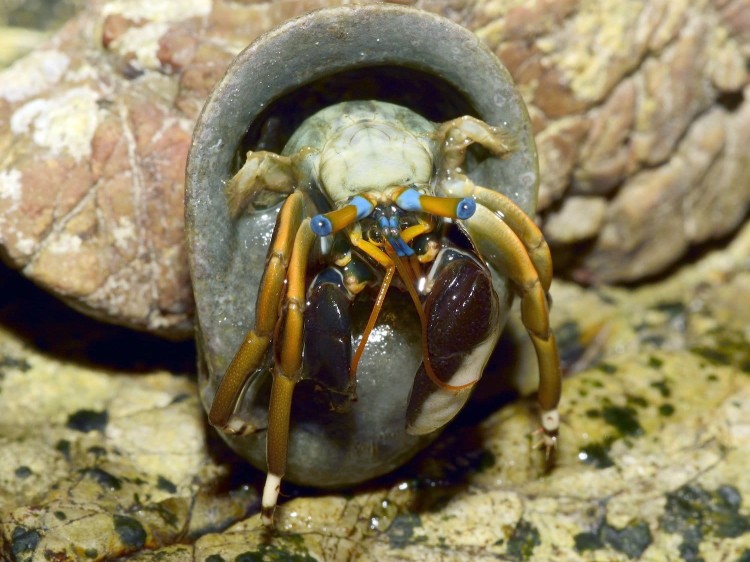 Calcinus laevimanus - krab pustelnik