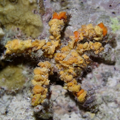 Camposcia retusa - Krab dekorator