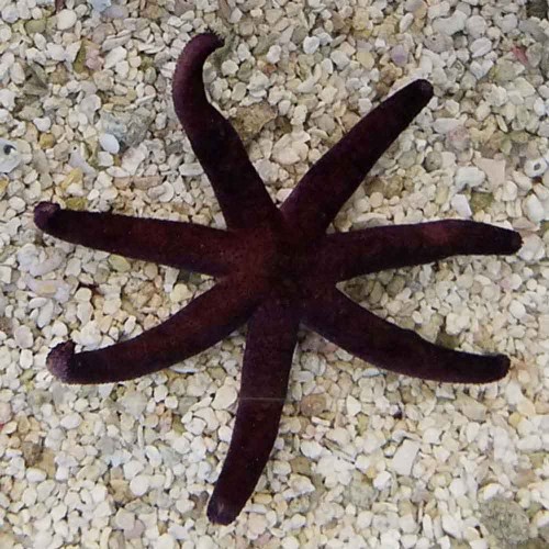 Echinaster luzonicus - rozgwiazda