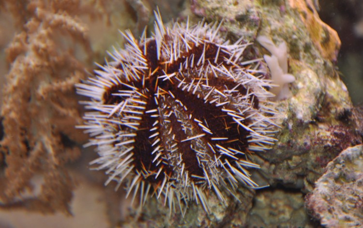 Tripneustes gratilla- Jeżowiec