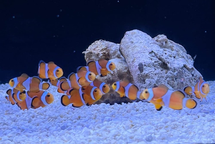 Amphiprion ocellaris - Hodowla