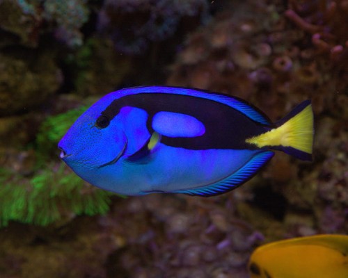 Paracanthurus hepatus