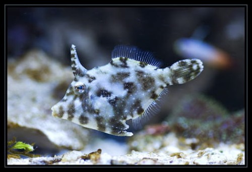 Acreichthys tomentosus - Hodowla