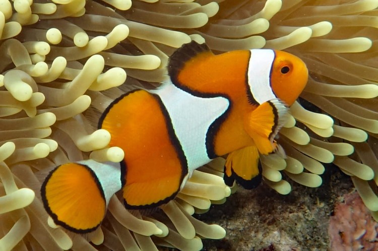 Amphiprion percula - Hodowla