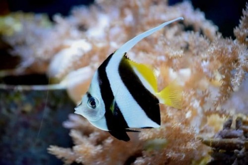 Heniochus acuminatus S