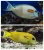 Acanthurus olivaceus