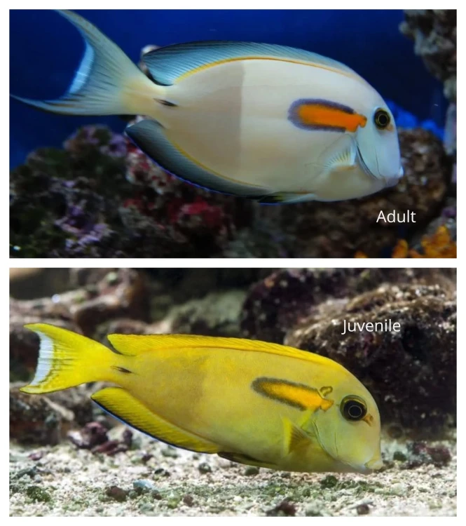 Acanthurus olivaceus