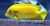 Acanthurus olivaceus