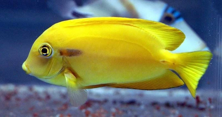 Acanthurus olivaceus