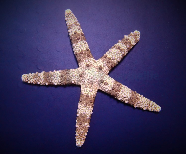 Nardoa spp