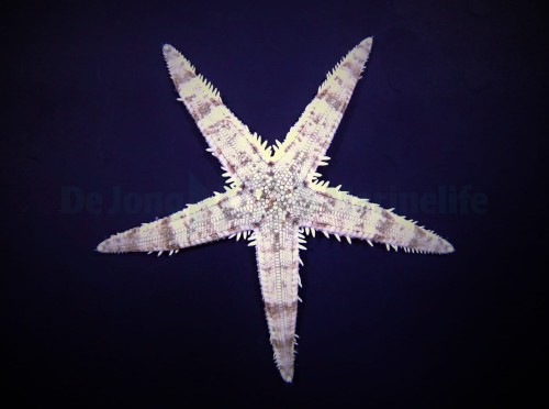 Archaster typicus S - Rozgwiazda