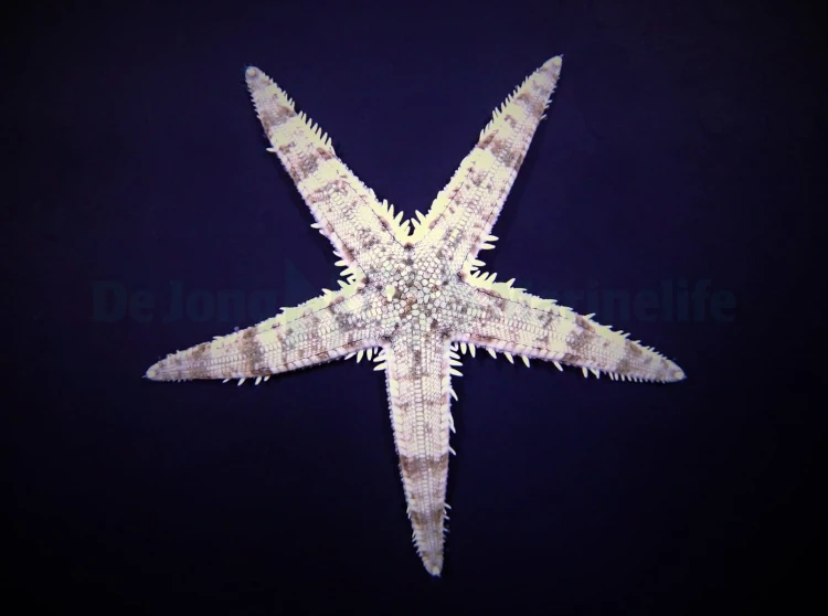Archaster typicus S - Rozgwiazda