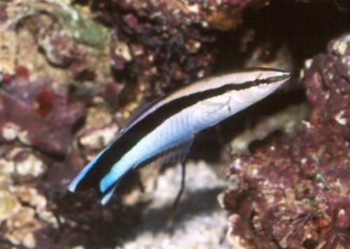 Labroides dimidiatus