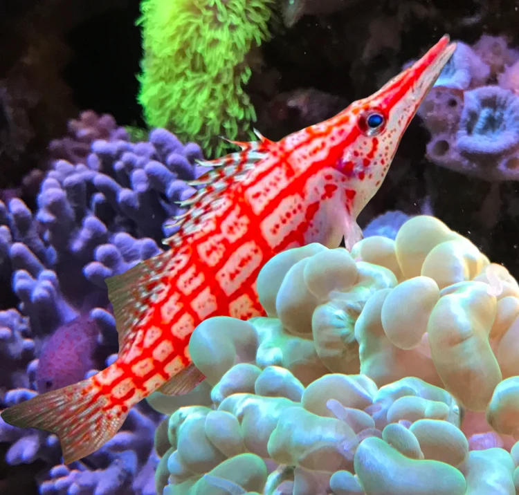OXYCIRRHITUS TYPUS