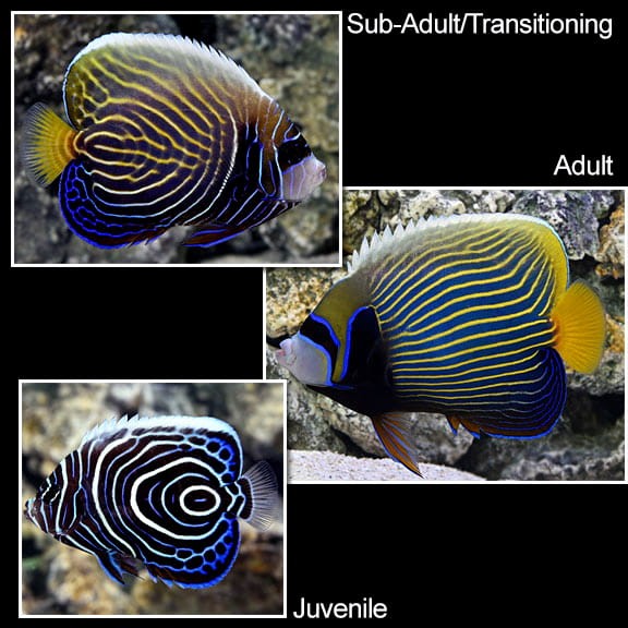 Pomacanthus imperator M