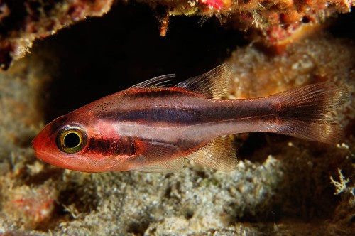 ApogonSemiornatus2GlenWhisson.jpg
