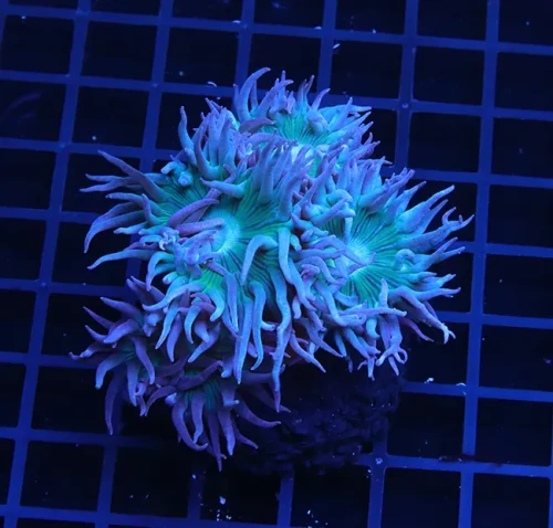 Duncanopsammia axifuga #01