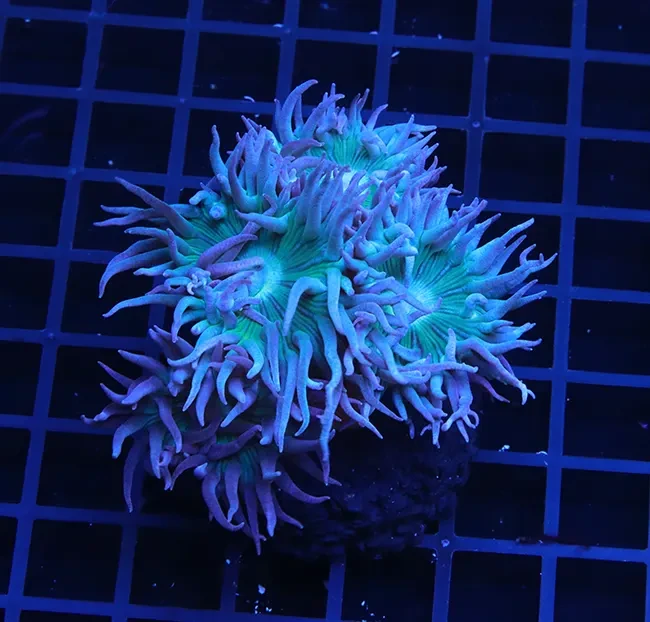 Duncanopsammia axifuga #01