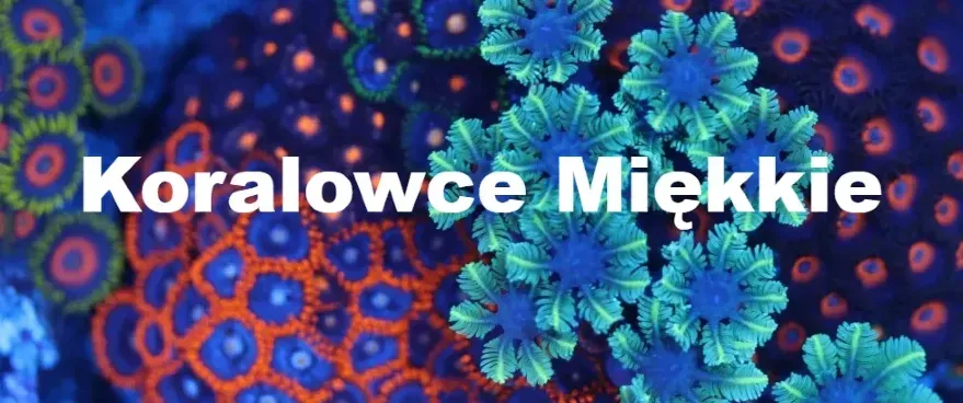 Koralowce Miękkie