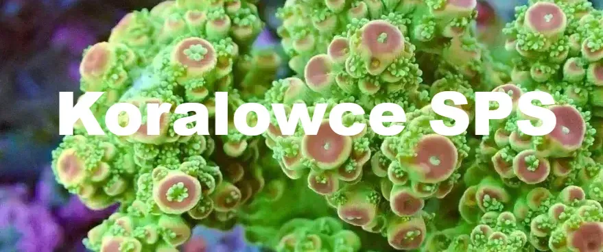Koralowce SPS