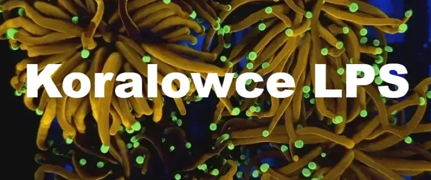 Koralowce LPS
