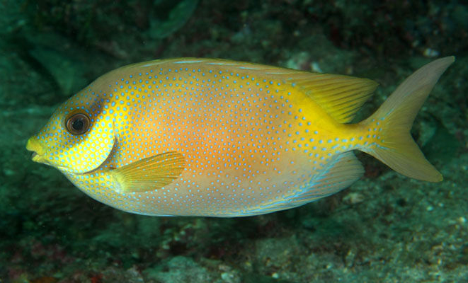 Siganus corallinus