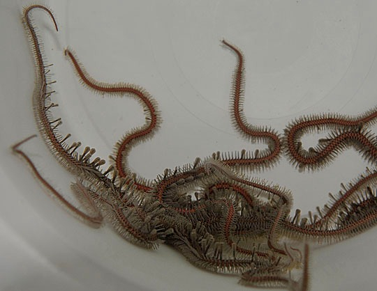 Ophiomastix annulosa