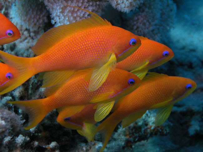 Pseudanthias squamipinnis